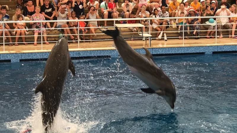 Delfinaryum Şov